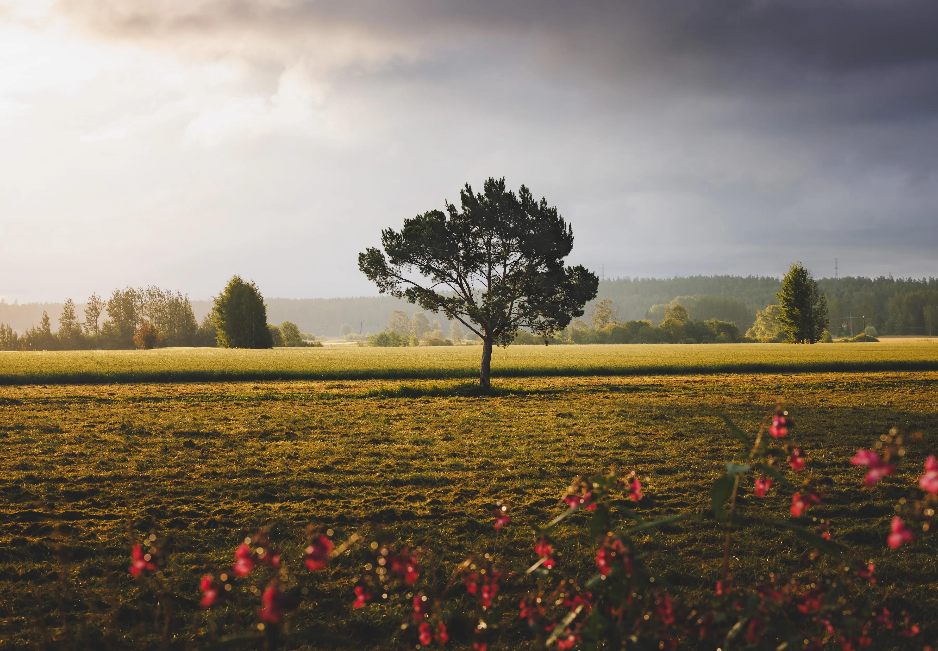 Solitary tree in a sunlit field beneath dark clouds at golden hour, blurred pink wildflowers in the foreground.