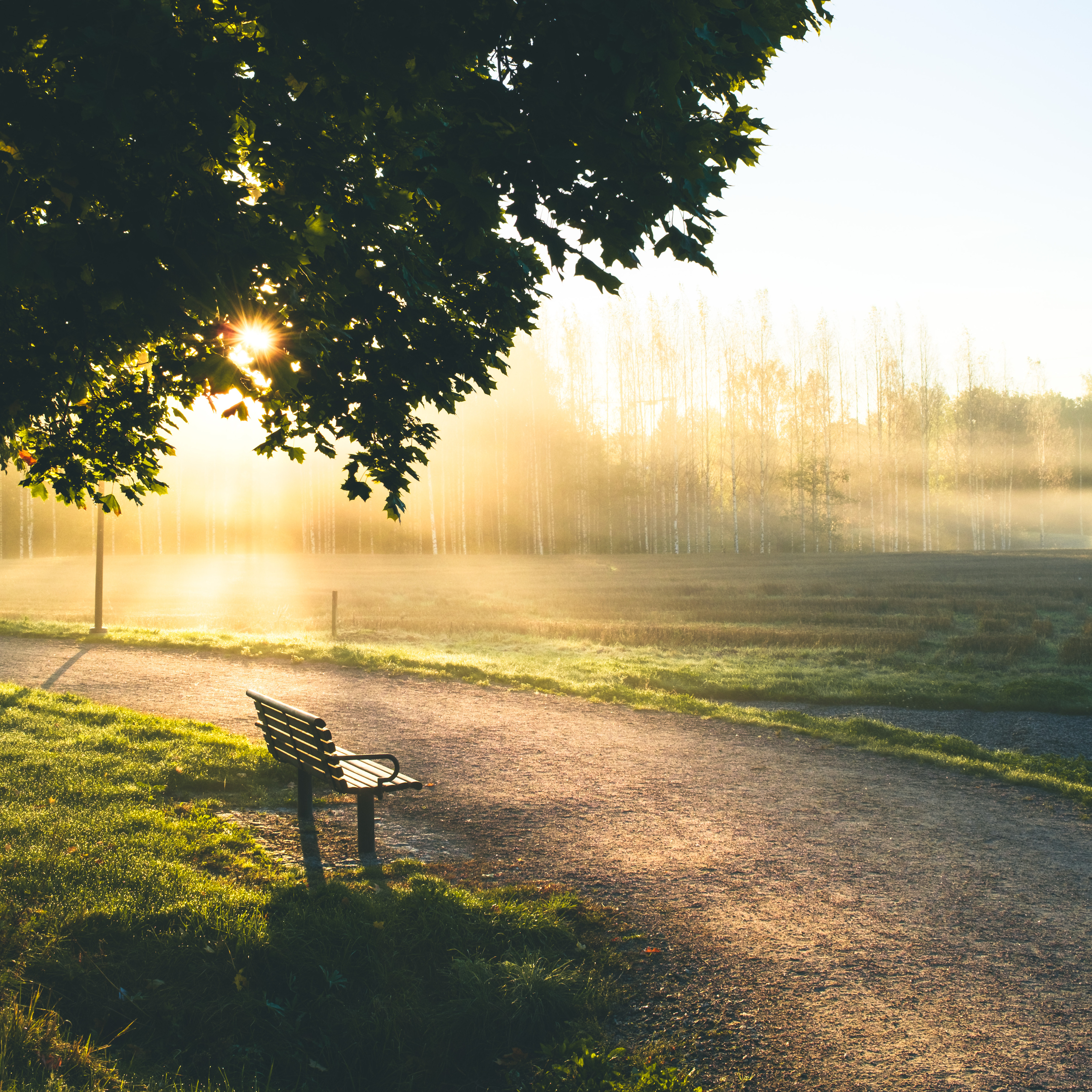 A bench overlooking a misty field