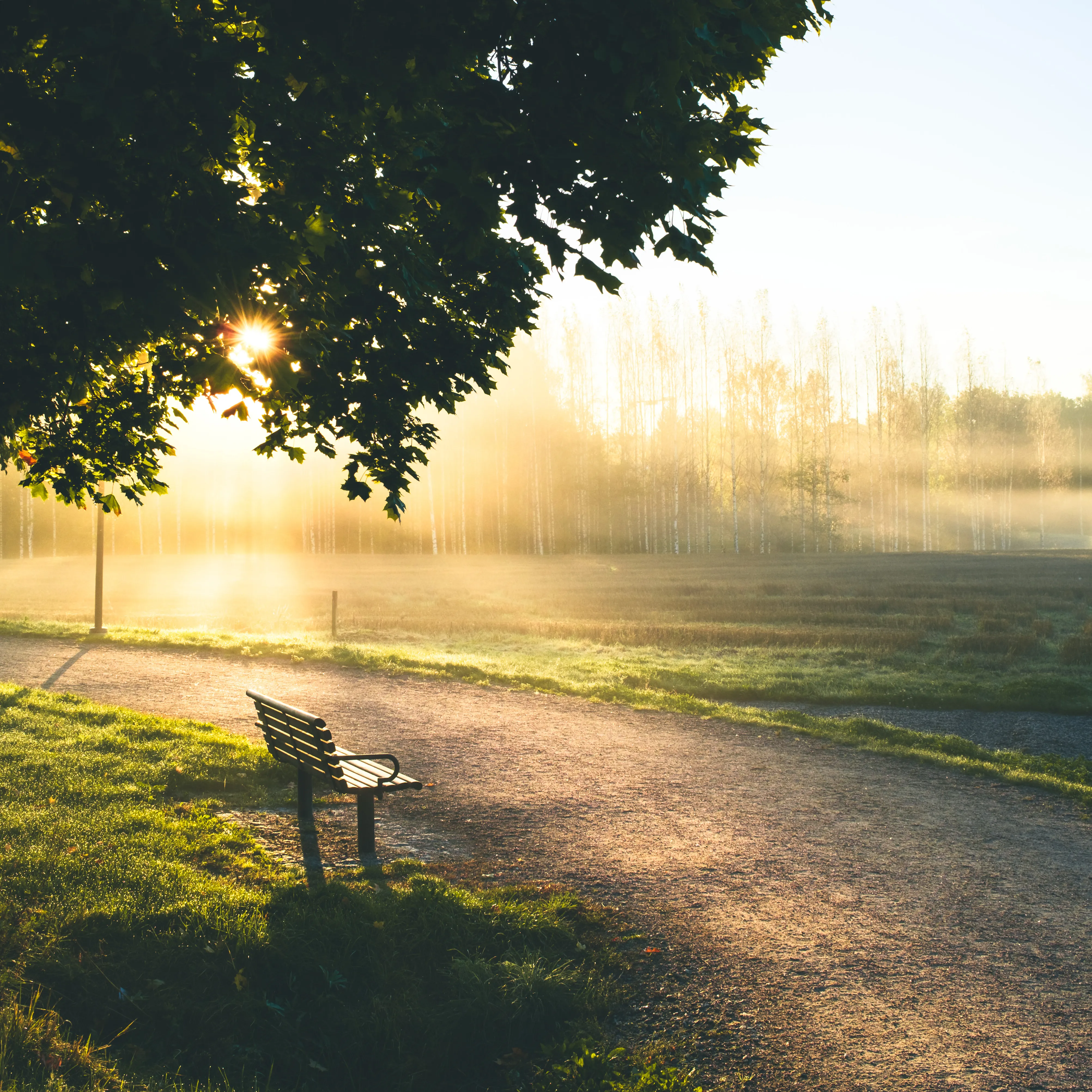 A bench overlooking a misty field