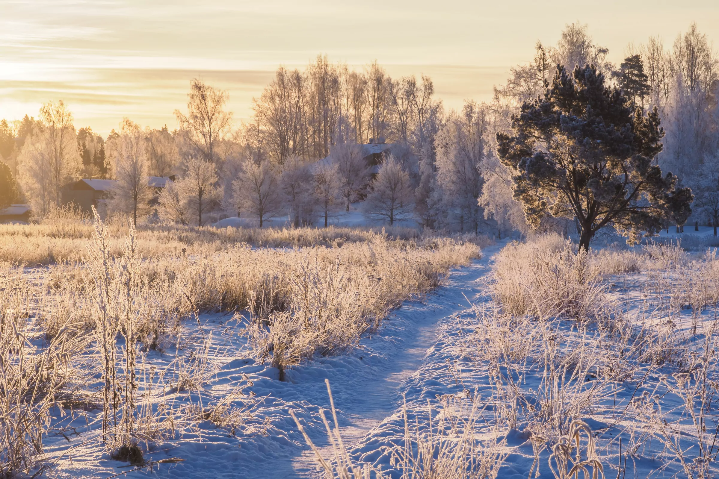 Frost-covered field and snow-dusted tree at sunrise in winter