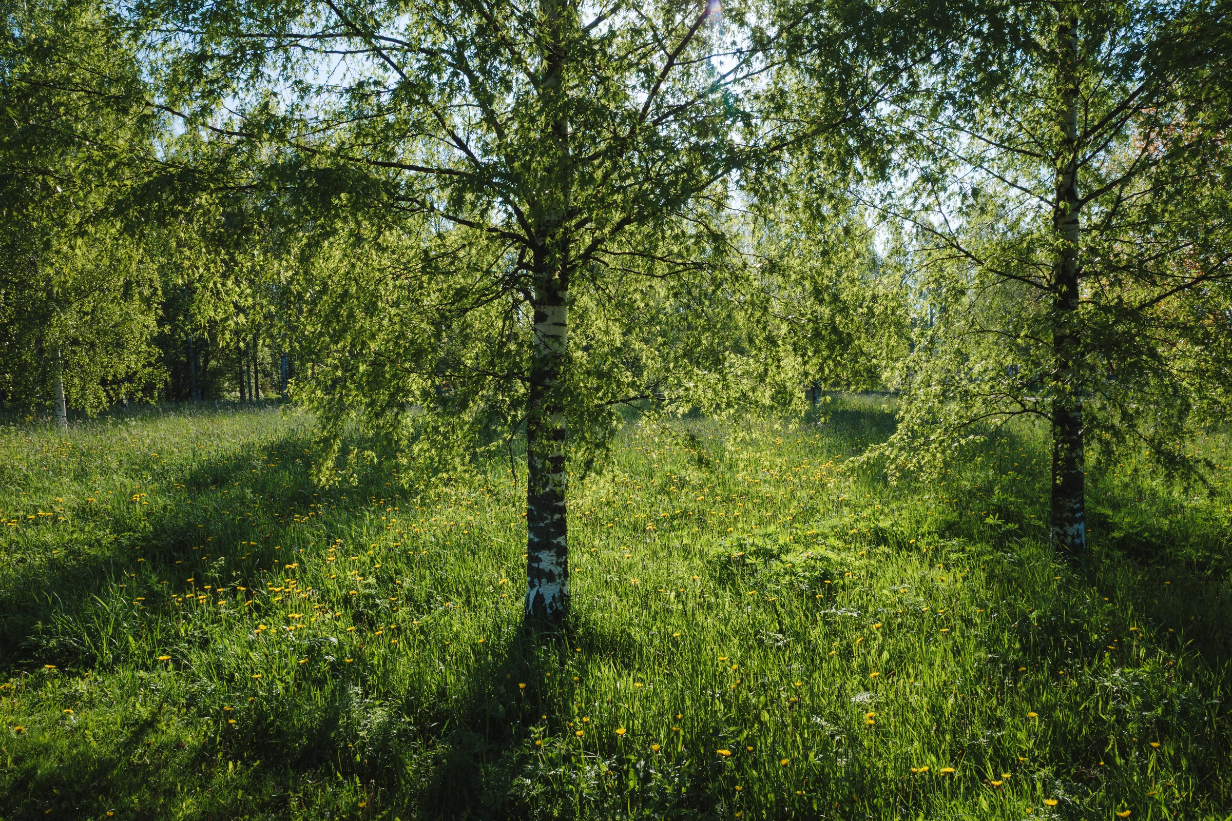 Bright but soft backlight shining through birch tree leaves in the summer.