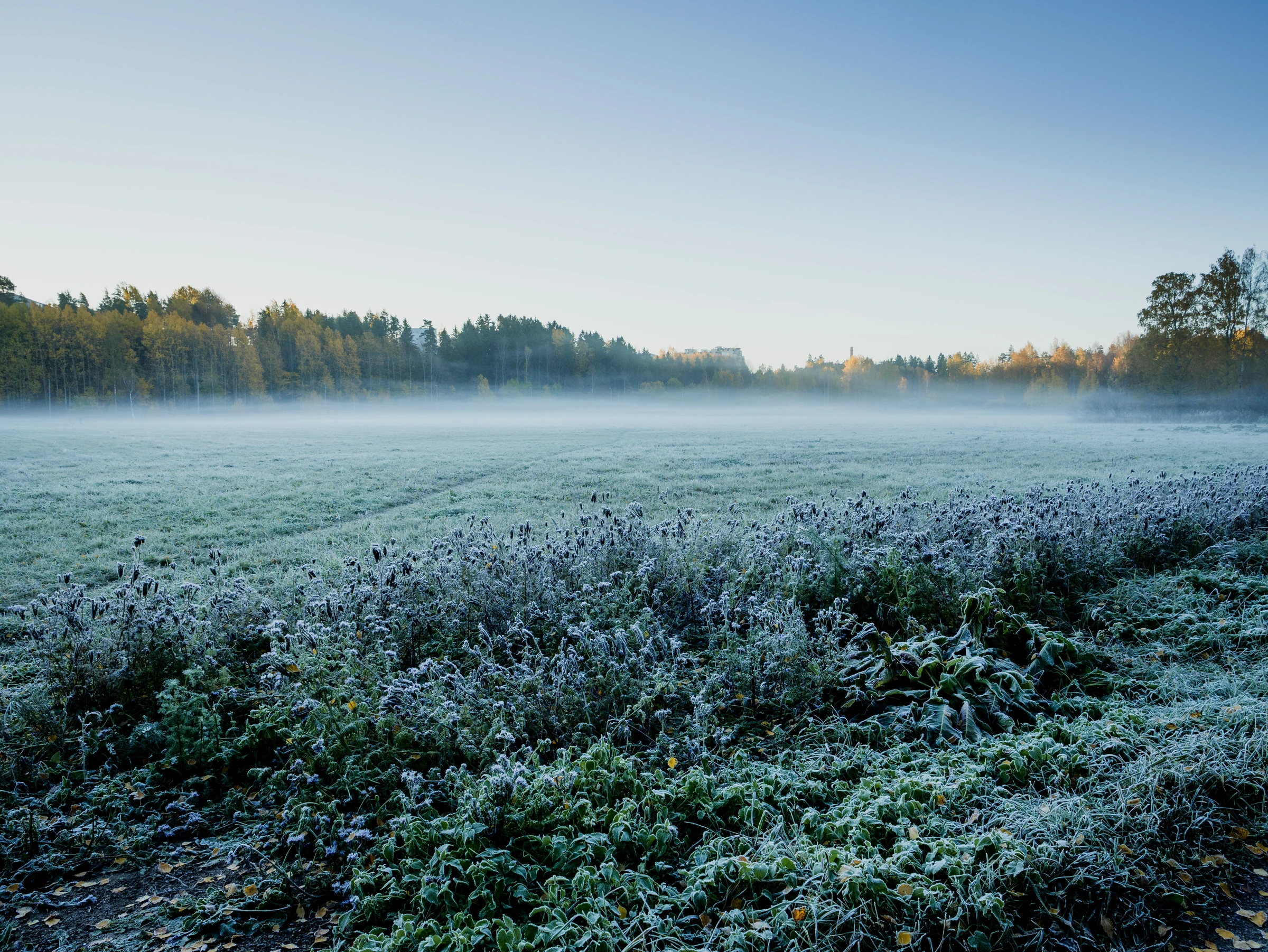 Frost-covered field with low mist and a tree line under a clear blue sky
