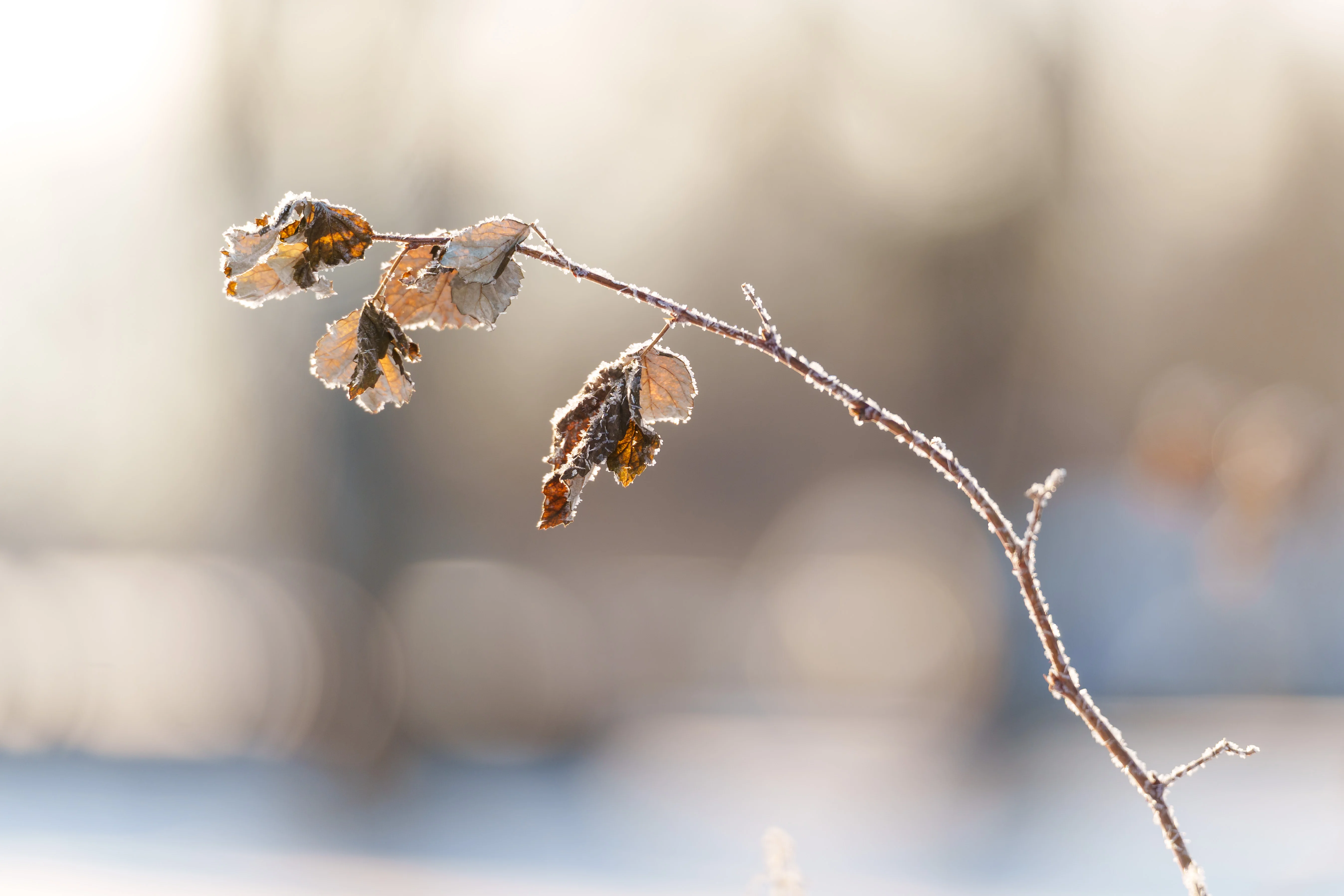 Frost-covered leaves on a winter branch with soft bokeh background